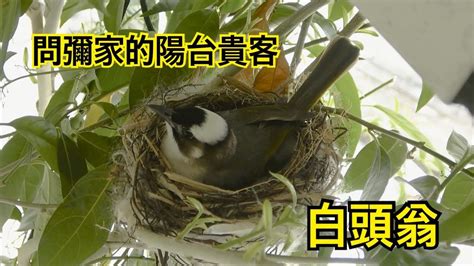 喜鵲築巢風水|【鳥築巢吉兆】喜鵲鳥築巢吉兆！風水預示下半年桃花朵朵開、財。